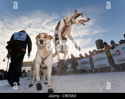 Hundegespann, Schlittenhunde, springen, aufgeregt, Blei Hund, Alaskan Huskies zu Beginn des Yukon Quest 1000-Meilen-Zone International Sled Dog Stockfoto