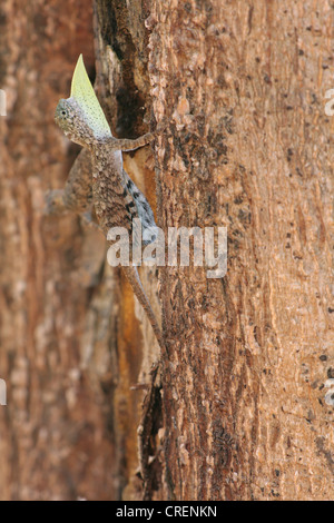 Fliegender Drache, Flying Lizard (Draco Volans), männliche zeigt beeindruckende Verhalten, Thailand, Phuket, Khao Sok Nationalpark Stockfoto