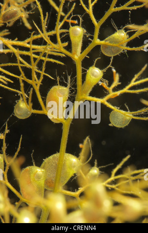 gemeinsamen stehenden, höher stehenden (Utricularia Vulgaris), Blatt mit Trapp, Deutschland, Bayern Stockfoto