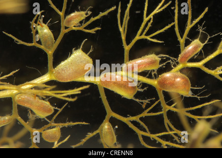 gemeinsamen stehenden, höher stehenden (Utricularia Vulgaris), Blatt mit Trapp, Deutschland, Bayern Stockfoto