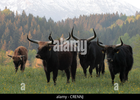 Auerochsen (Hausrind) (Bos Taurus, Bos Primigenius), Heck-Rinder auf einer Wiese vor Berg Wald, Deutschland, Bayern Stockfoto