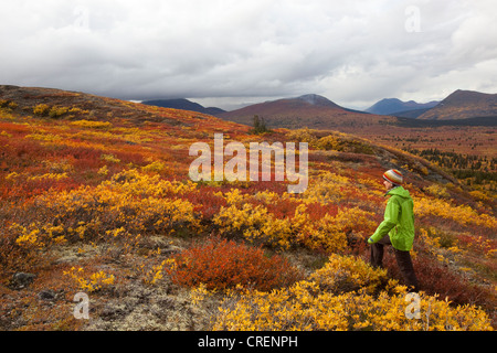 Junge Frau Wandern in subalpinen Tundra, Indian Summer, Blätter in Herbstfarben, Herbst, in der Nähe von Fish Lake, Yukon Territorium, Kanada Stockfoto