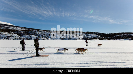 Skijöring, Skijoering, Schlittenhunde ziehen Langläufer, Hundesport, Alaskan Huskies, gefrorene Lake Lindeman Gruppe Stockfoto