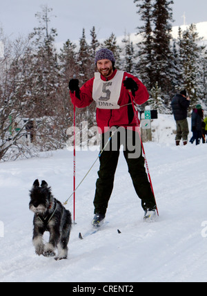Skifahrer gezogen von einem Schnauzer Hund, Skijöring, Skijoering, Hundesport, Schlittenhunderennen in der Nähe von Whitehorse, Yukon Territorium, Kanada Stockfoto