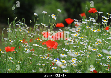 Wild flowers including daisies and poppies blooming in Queens Park Brighton UK Stockfoto