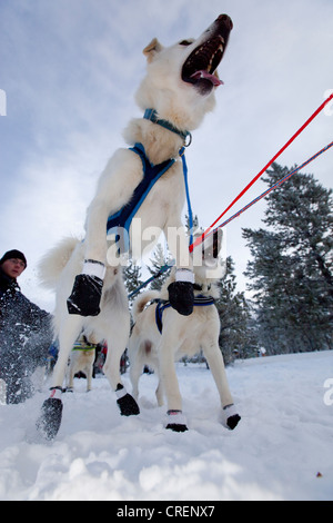 Schlittenhunde an der Startlinie, Alaskan Huskies, springen, bellen, Carbon Hill Schlittenhunderennen, Mt. Lorne, in der Nähe von Whitehorse Stockfoto