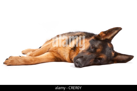 German Shepherd Jungrüde bei 17 Monate alt liegend Stockfoto