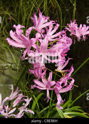 Guernsey Lilie (Nerine Undulata), blühen Stockfoto