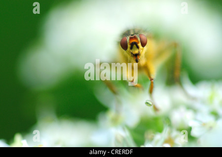 gelb-Dung Fly Scathophaga stercoraria Stockfoto