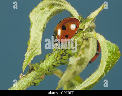 Sieben Marienkäfer (Coccinella septempunctata), die Apfelblattläuse füttern Stockfoto