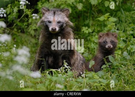 Marderhund (Nyctereutes Procyonoides), Erwachsene mit Welpen, Deutschland Stockfoto