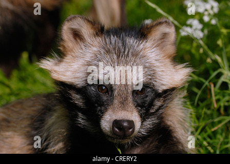 Marderhund (Nyctereutes Procyonoides), Erwachsener, Deutschland Stockfoto