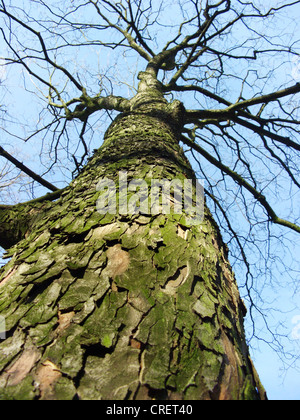 Europäischer Ebene, Maple-leaved Flugzeug, Ahornblättrige Platane, ergeben sich Planetree (Platanus Hispanica, Platanus x Hybrida, Platanus Hybrida, Platanus Acerifolia), London Stockfoto