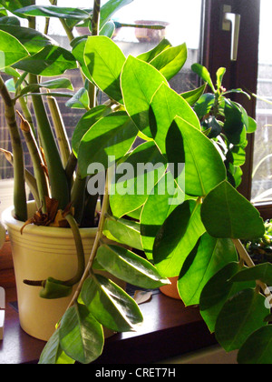 Aroid Palm, Farn Palm, saftigen Philodendron, Golden Tree, Sansibar Gem (Zamioculcas Zamiifolia), Topfpflanze bei Gegenlicht auf der Fensterbank Stockfoto