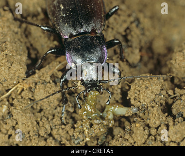 Violetscher Grobkäfer oder Regenkäfer (Carabus violaceus), die sich von einer Schnecke ernähren ein bodenaktiver Schädling, Devon, Juni Stockfoto