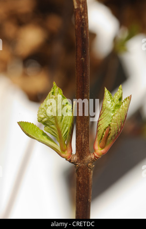 Junge Triebe auf Mophead Hortensie (Hydrangea Macrophylla) Stockfoto