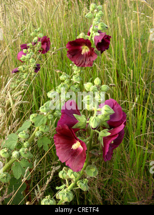 Holly Hock, Stockrose (Alcea Rosea, Althaia Rosea), blühen Stockfoto