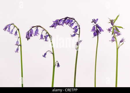 Mehreren Hybrid Glockenblumen, Hycinthoides non-Scripta X hispanica Blütenstand aus einem kleinen Wäldchen Stockfoto