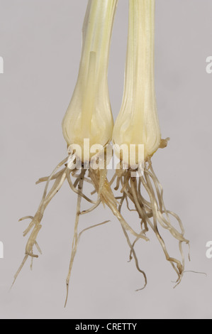 Teil einer Glühbirne und Wurzeln eine entwurzelte Krähe Knoblauch (Allium Vineale) Pflanze Stockfoto