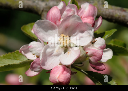 König Blumen und Blüten in rosa Knospenstadium auf einem Apfelbaum im Frühjahr Stockfoto