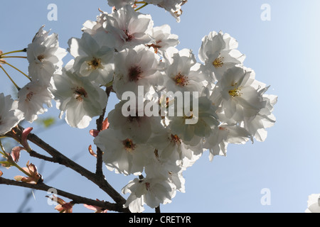 Beleuchtete Blumen auf einem ornamentalen Kirschbaum Prunus Shizuka oder duftenden Wolke Stockfoto
