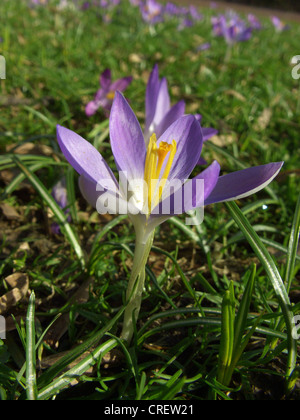 Krokus (Crocus Tommasinianus), auf einer Wiese blühen Stockfoto