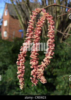 Riese Hasel (Corylus Maxima 'Purpurea', Corylus Maxima Purpurea), Kätzchen Stockfoto