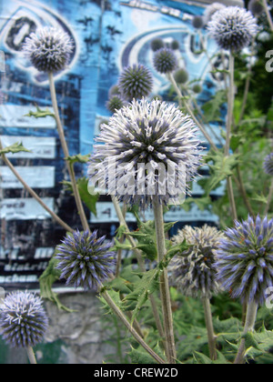 große Globethistle, große Globus-Distel, riesige Globe Thistle (Echinops Sphaerocephalus), Blütenstände, Deutschland, Nordrhein-Westfalen Stockfoto