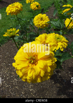 Ochsen-Auge Sonnenblume (Heliopsis Helianthoides var. Scabra, Heliopsis Scabra), blühen Stockfoto