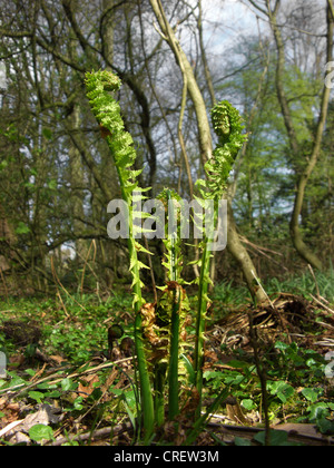 Europäische Strauß Farn (Matteuccia Struthiopteris), Triebe im Frühjahr, Deutschland, Nordrhein-Westfalen Stockfoto