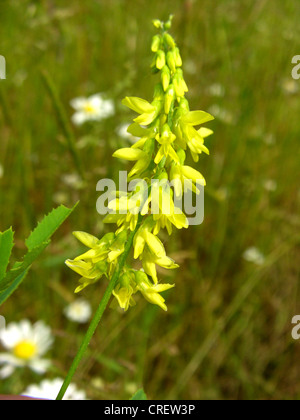 gemeinsamen Melilot, gerippte Melilot, gelbe Melilot, gelbe Sweetclover (Melilotus Officinalis), Blütenstand, Deutschland, Nordrhein-Westfalen Stockfoto