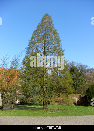 Dämmerung-Rotholz (Metasequoia Glyptostroboides), schießt einzelner Baum im Frühling mit in den Palast Garten Herten, Deutschland, Nordrhein-Westfalen, Ruhrgebiet, Herten Stockfoto