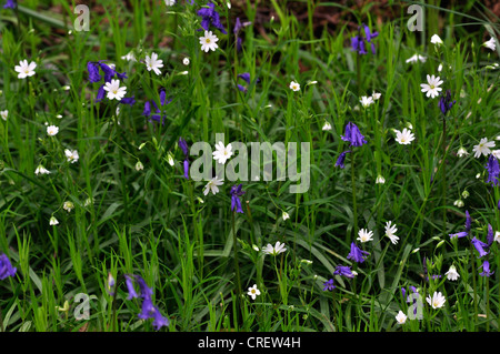 Frühling Wildblumen Bluebell größere Stitchwort Endymion non Scriptus Stellaria holostea Stockfoto