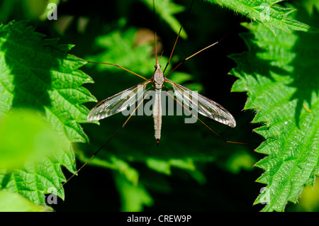 Daddy Long Legs Wirbellosen Insekt Tipulidae Oleracea Tipula Crane fly Stockfoto