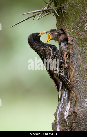 gemeinsamen Star (Sturnus Vulgaris), Fedding seine "Jungvögel, Ungarn, Kiskunzag Stockfoto