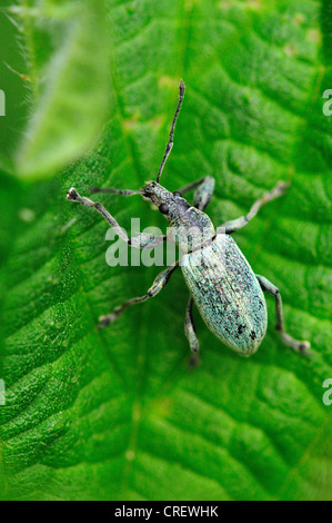 Brennnessel Rüsselkäfer Phyllobius pomaceus Stockfoto