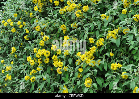 Phlomis Fruticosa oder Jerusalem Salbei Stockfoto