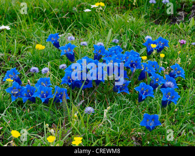 Kochs Gentain, Trompete-Enzian (Gentiana Kochiana), blühen, Frankreich, Seealpen, Mercantour Nationalpark Stockfoto