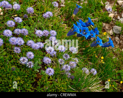 Kochs Gentain, Trompete-Enzian (Gentiana Kochiana), mit Globe Daisy, Globularia Cordifolia, Frankreich, Seealpen, Mercantour Nationalpark Stockfoto