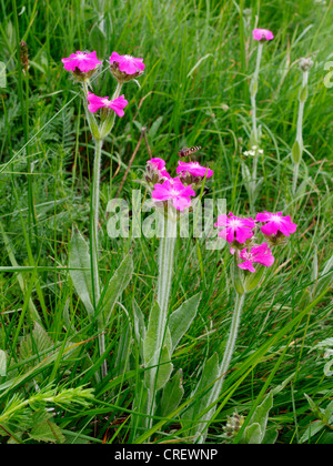 Blume des Jupiter (Lychnis Flos-Jovis, Silene Flos-Jovis), Blüte auf einer Bergwiese, Frankreich, Seealpen, Nationalpark Mercantour, Casterino Stockfoto