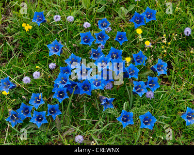 Kochs Gentain, Trompete-Enzian (Gentiana Kochiana), blühen, Frankreich, Seealpen, Mercantour Nationalpark Stockfoto