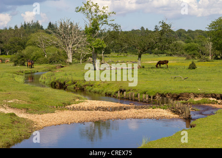 Neue Waldbach und Ponys Weiden Hampshire England UK Stockfoto