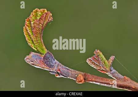 Eine Schwarzerle Knospe im Frühjahr UK Stockfoto