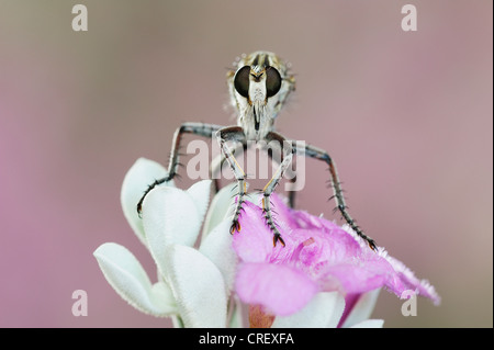 Robber Fly (Asilidae), Erwachsener gehockt Dinero, Lake Corpus Christi, Süd-Texas, Texas Salbei (Leucophyllum Frutescens), USA Stockfoto