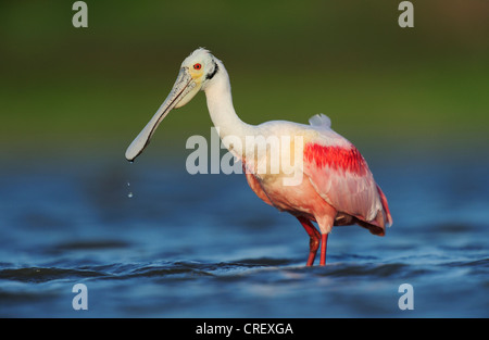 Rosige Löffler (Ajaia Ajaja), adult füttern, South Dinero, Lake Corpus Christi, Texas, USA Stockfoto