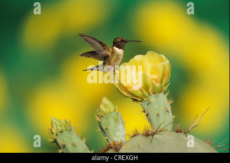 Ruby – Throated Kolibri (Archilochos Colubris), männliche Fütterung auf blühenden Texas Texas Feigenkaktus (Opuntia Lindheimeri) Stockfoto