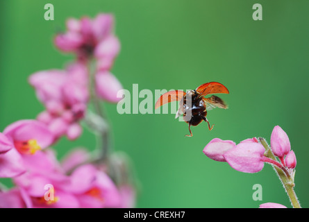 Makellos Lady Beetle (Cycloneda Munda), Erwachsene im Flug, Dinero, Lake Corpus Christi, Süden von Texas, USA Stockfoto