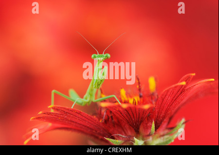 Gottesanbeterin (Mantis SP.), gehockt junge indische Decke/Feuerrad (Gaillardia Pulchella), Texas, Lake Corpus Christi Stockfoto