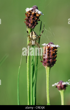 Orb-Weaver Spider (Araneidae), Erwachsene auf Blume, Dinero, Lake Corpus Christi, Süden von Texas, USA Stockfoto