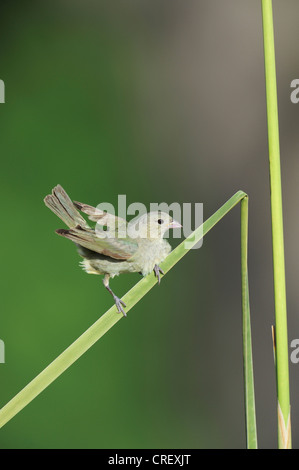 Painted Bunting (Passerina Ciris), junge gehockt Rohrkolben, Dinero, Lake Corpus Christi, Süden von Texas, USA Stockfoto